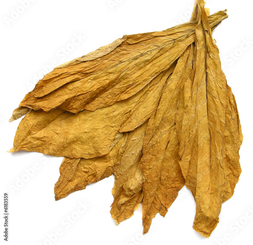 Tobacco Leaves photo