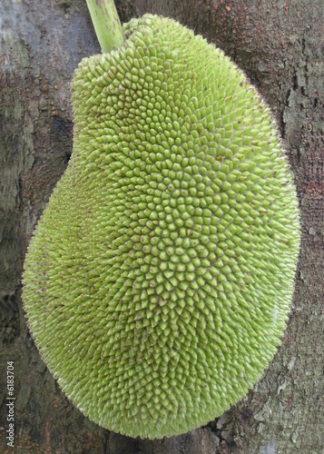Jackfruit