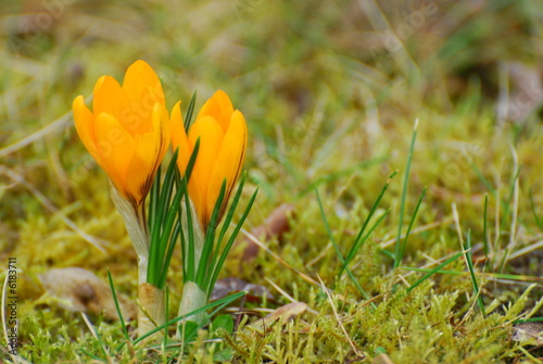 Frühling - Krokusse auf Frühlingswiese