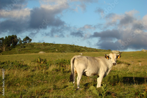 Vache gasconne,Aude,Pyrénées © arenysam