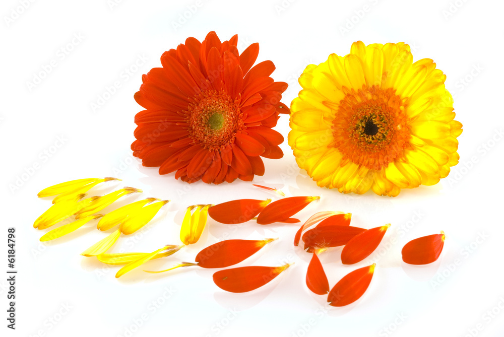 composition with yellow and red gerber composition with yellow and red gerber