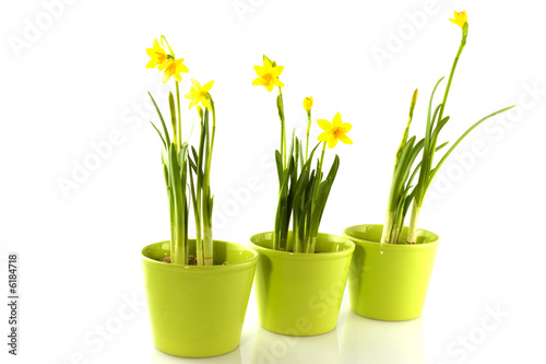 Three green pots with daffodils