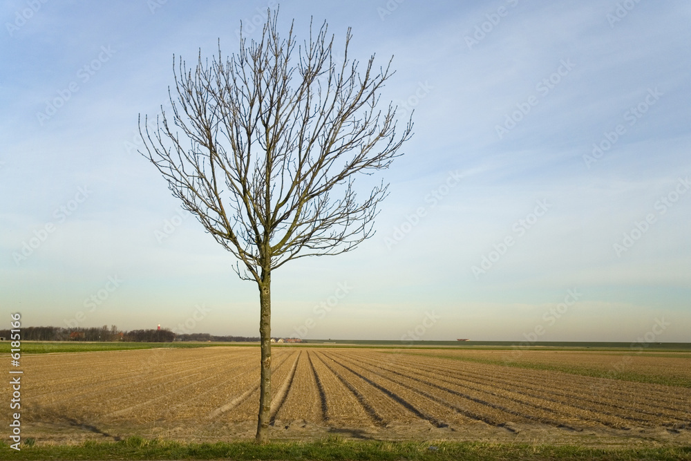 tree before land for agriculture tree before land for agriculture