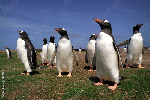 Penguins meeting in summer day