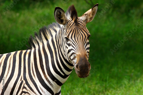 Zebra with lush green background looking at camera
