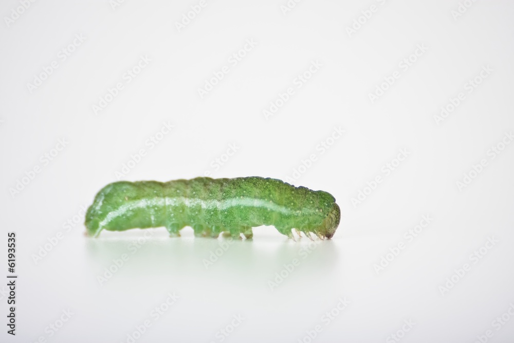 Raupe Raupe