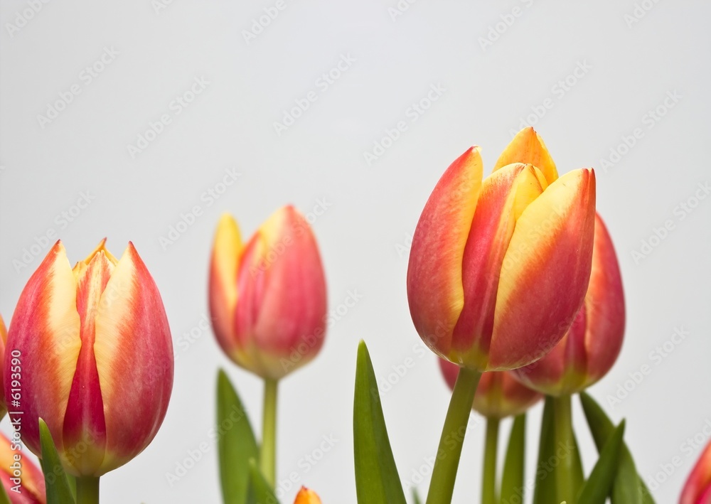 Naklejka premium Tulpenstrauss