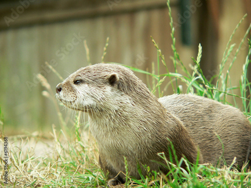 Lone otter