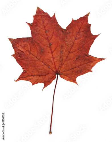 pressed dry maple leaf