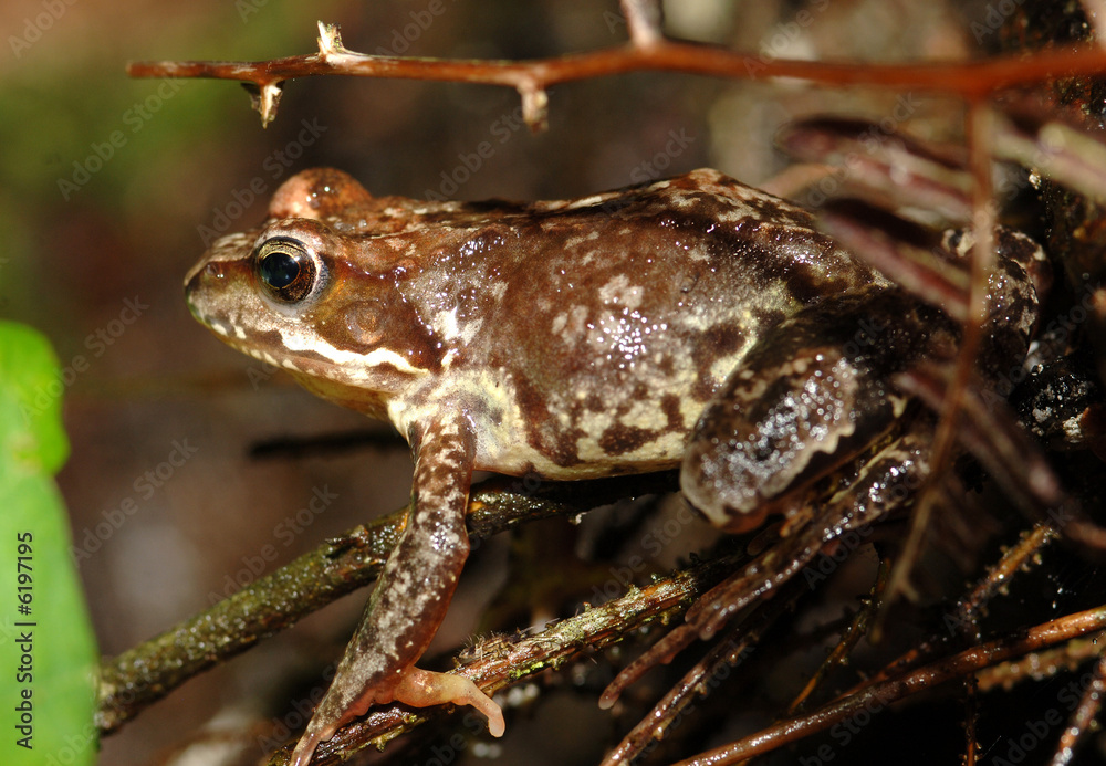Obraz premium Grasfrosch