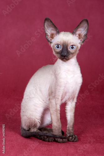 Obraz na plátně Cornish Rex kitten