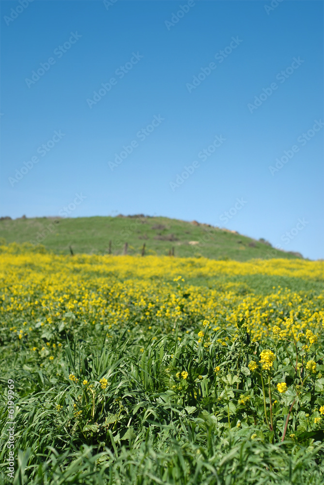 Agricultural scene with a crop of canola