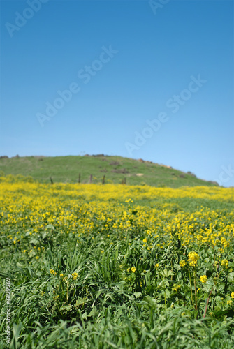 Agricultural scene with a crop of canola © Junial Enterprises