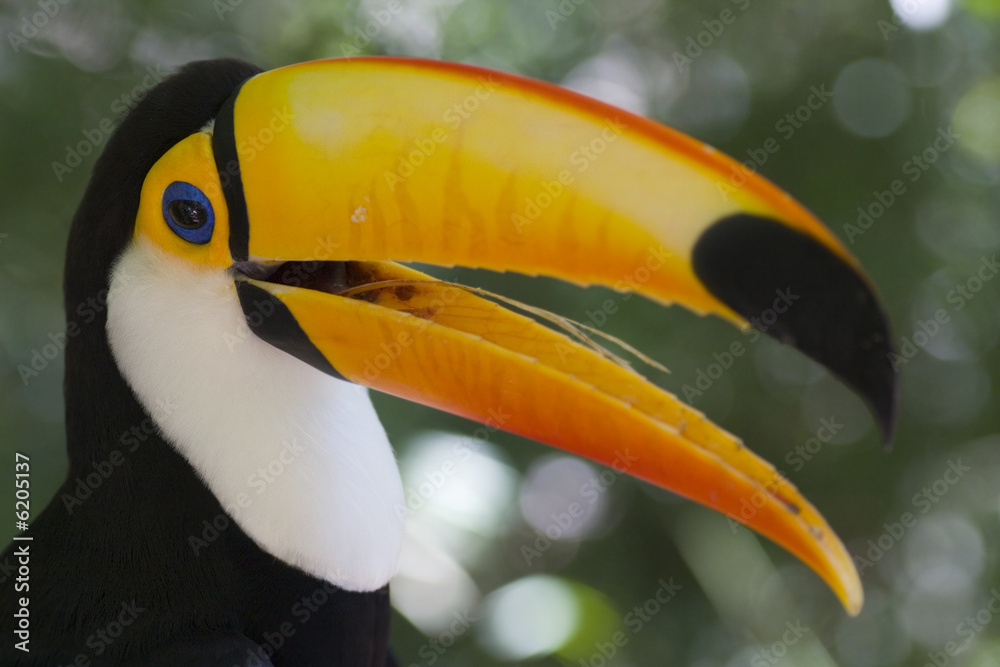 Colorful toucan - Ramphastos toco Colorful toucan - Ramphastos toco