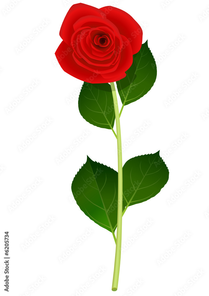 Rose rouge Rose rouge