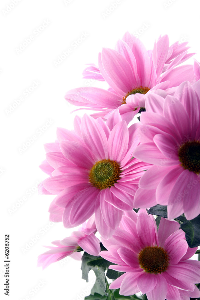 pink daisy flowers isolated on white - close-ups pink daisy flowers isolated on white - close-ups