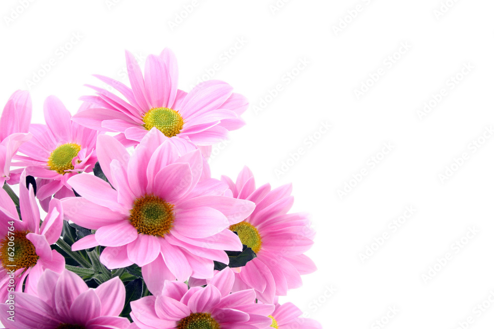 pink daisy flowers isolated on white - close-ups pink daisy flowers isolated on white - close-ups