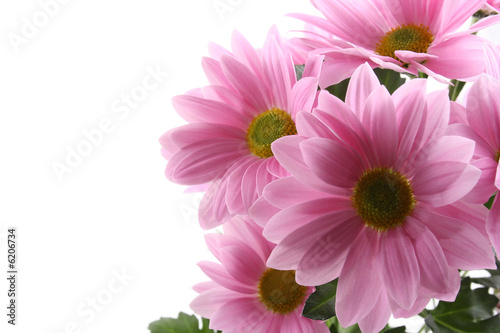 pink daisy flowers isolated on white - close-ups