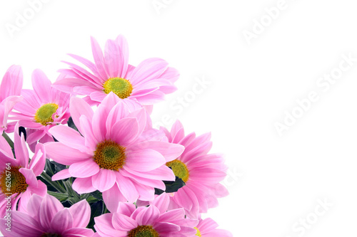 pink daisy flowers isolated on white - close-ups