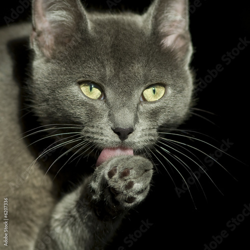 Εκτύπωση καμβά la toilette du chat