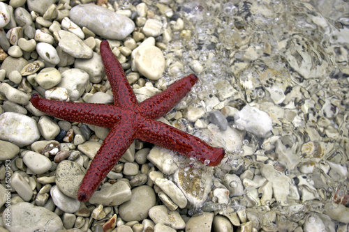 A starfish on the beach in Croatia