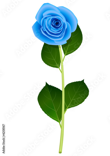 Rose bleu
