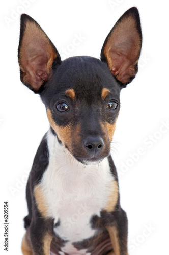 A small dog  a over white background..