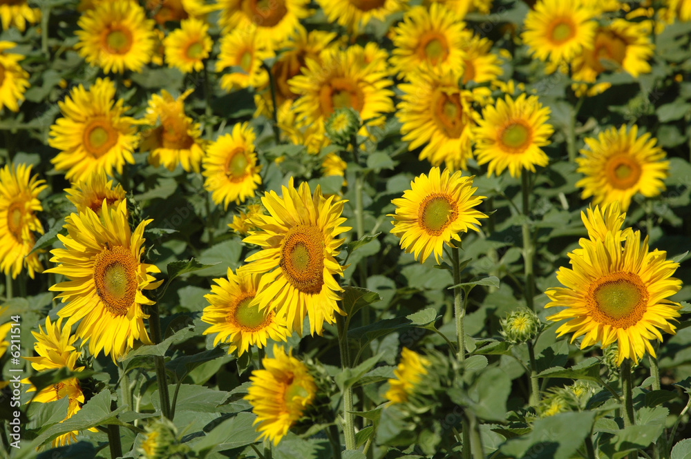 le jaune du tournesol le jaune du tournesol