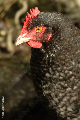 free-range black chicken close-up