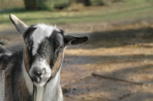 goat kid in empty farmyard