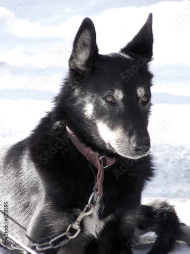фотографія Alaskan sled dog on respite before the race