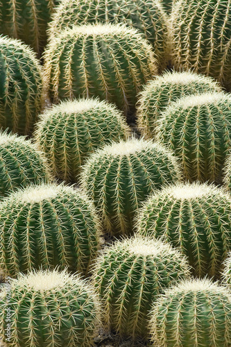 lots of cactus