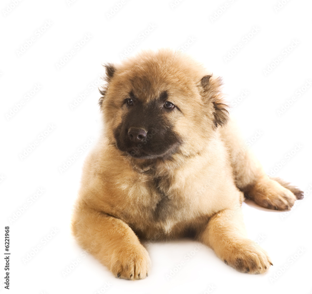 Caucasian shepherd puppy isolated on white background