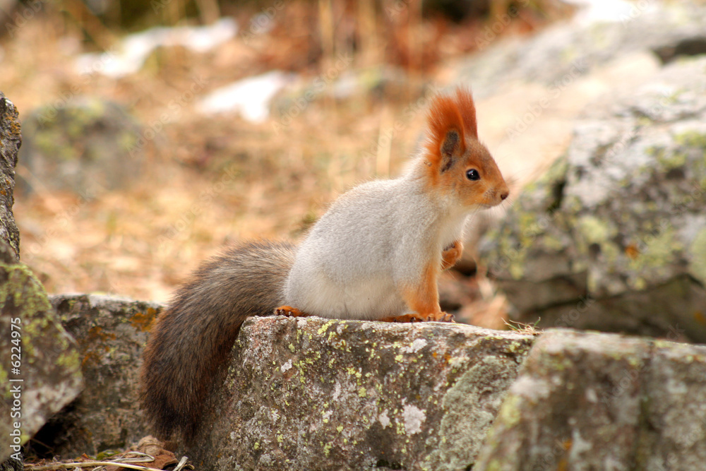 Small redhead very beautiful squirrel sits on stone