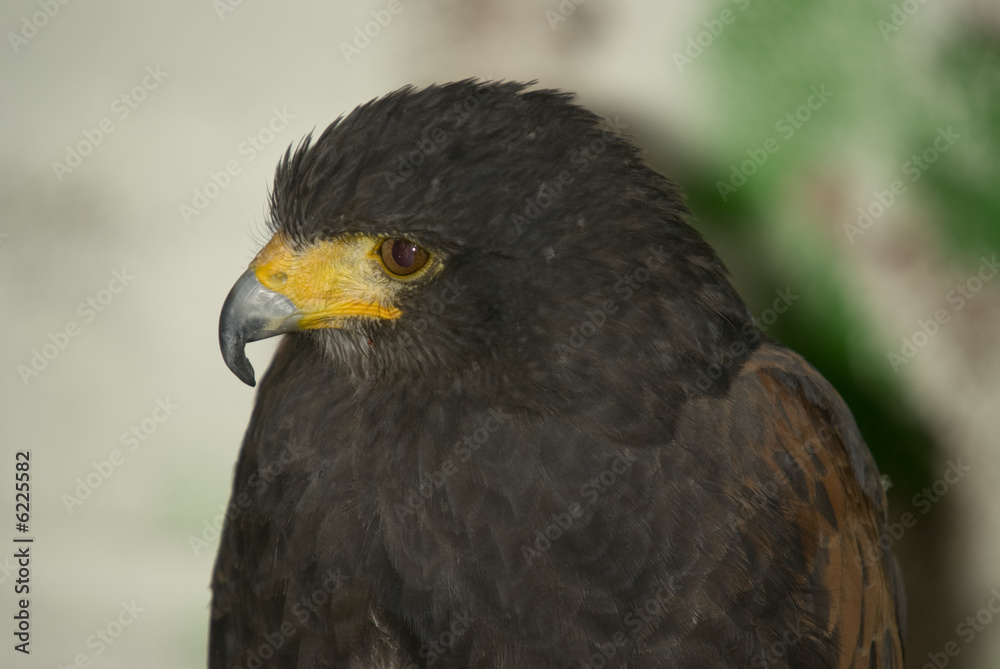 Obraz premium Harris Hawk