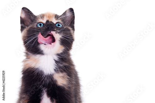 Cute baby kitten with tongue out. Isolated on white background.