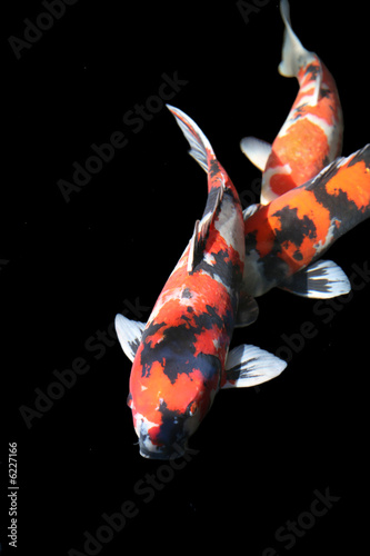 Koi carp