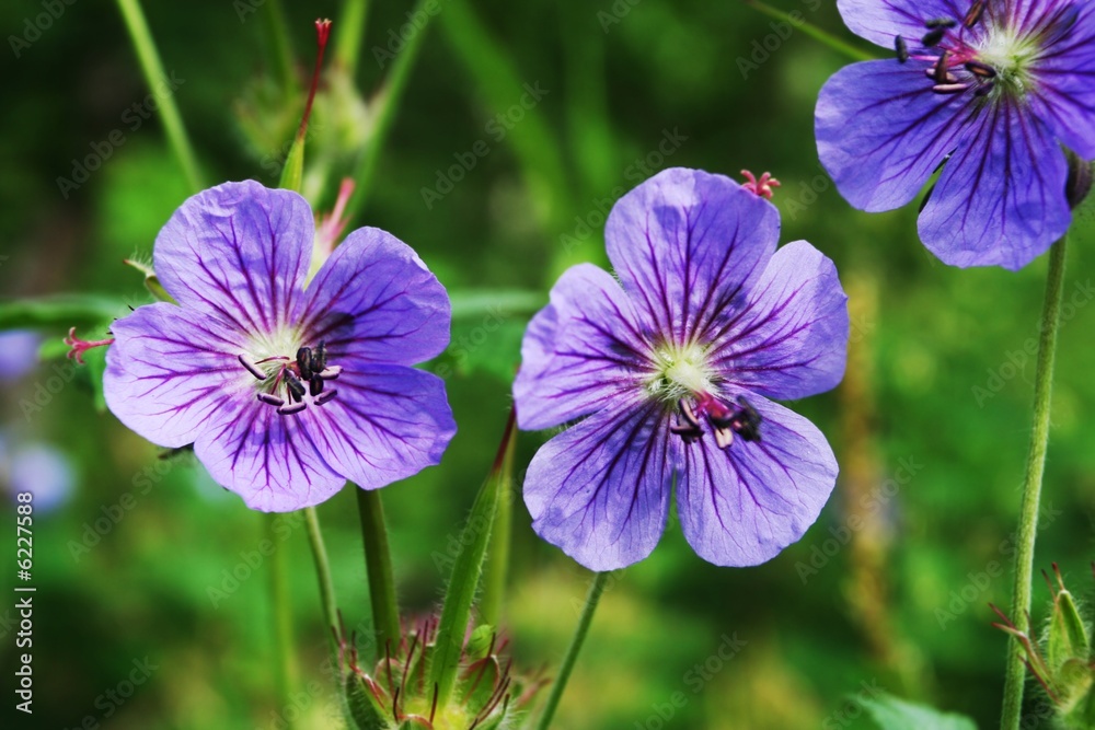 Fototapeta premium Flowers