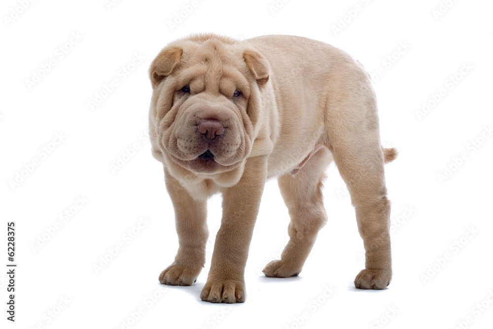 Obraz premium Shar Pei puppy