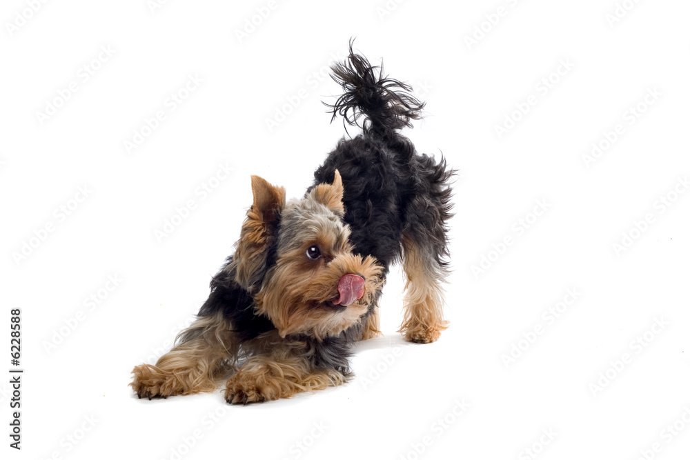 yorkshire terrier isolated on white yorkshire terrier isolated on white
