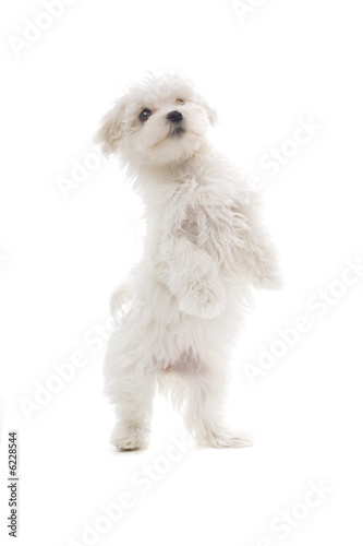 maltese dog isolated on white