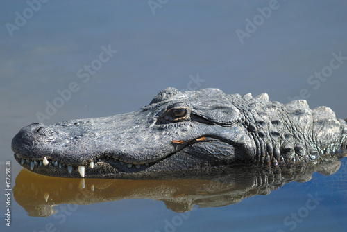 Alligator preying