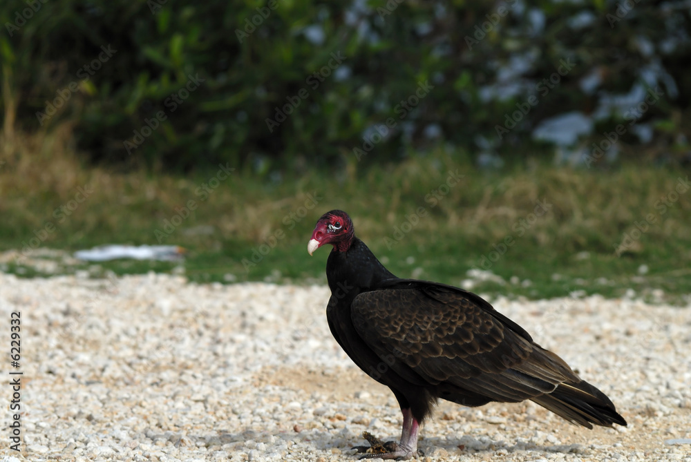 Turkey Vulture posing Turkey Vulture posing