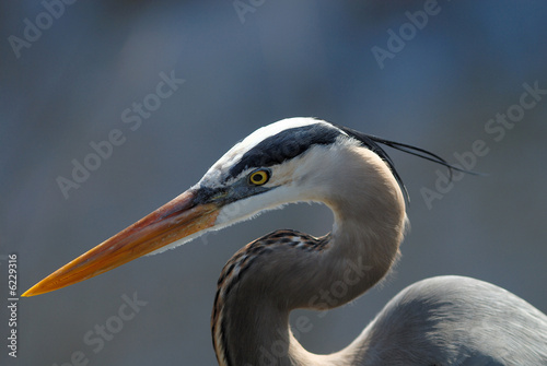 Fotografija great blue heron portrait