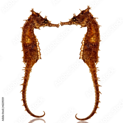 seahorses