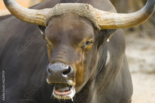 Close-up of a wild bull photo