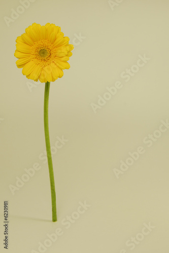 fiore giallo 1