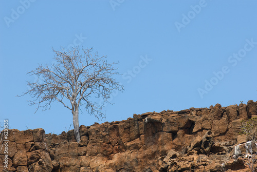 dry tree in the rocks