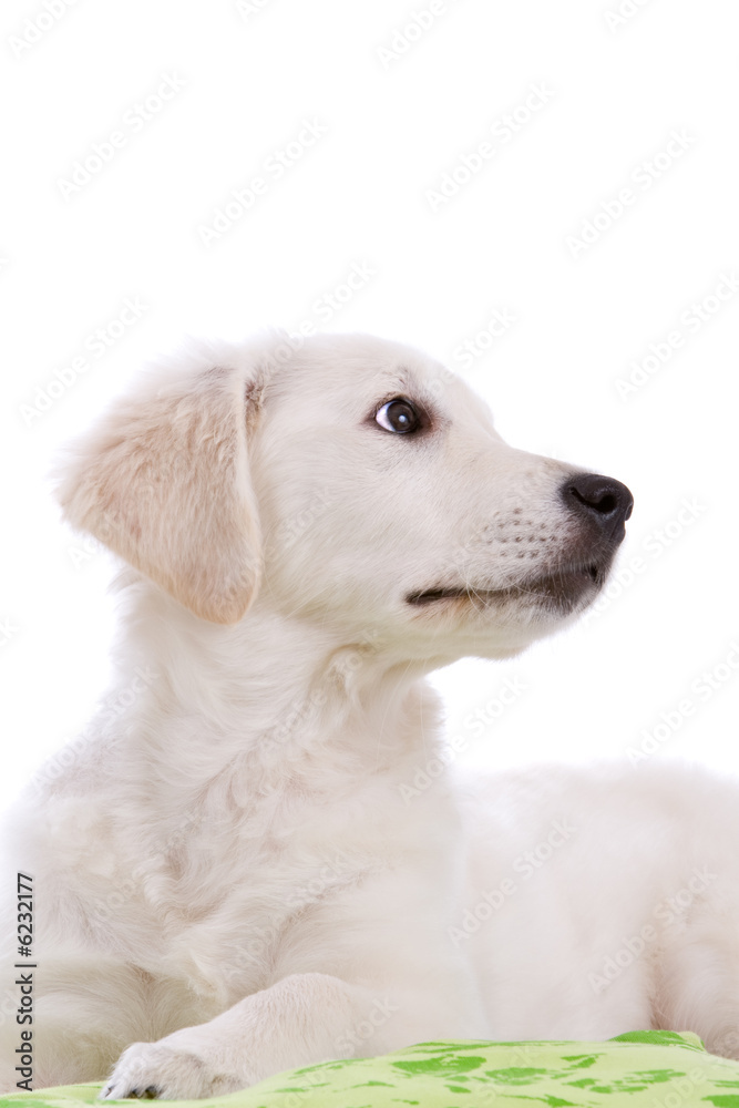 Cute golden retriever pup on white background