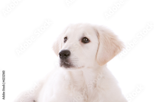 Cute puppy looking up on white background